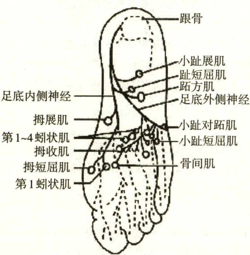 一、運動神經(jīng)分布